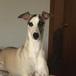 Whippet All Grown Up from Skyline Whippets