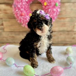 Belle - Tri-color female Bernedoodle puppy in Munster, Indiana from Miranda’s Sunshine Poodles and Doodles