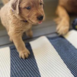 Golden Retriever Puppies from Washington Lakeside Goldens