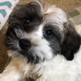 Havanese from Cynthia's Havanese