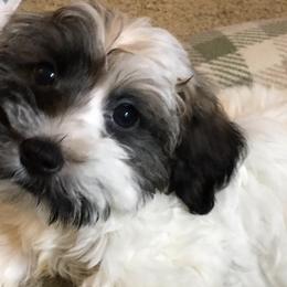 Havanese from Cynthia's Havanese