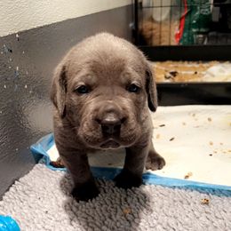 Cane Corso Puppies from Rock Creek Cane Corso