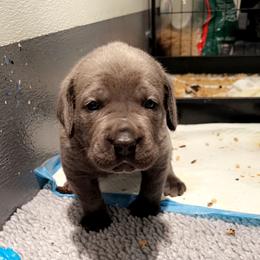 Cane Corso Puppies from Rock Creek Cane Corso