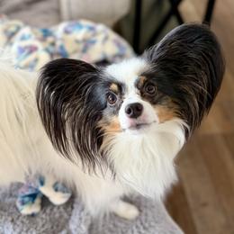 Papillon Puppies from Cloud Papillon