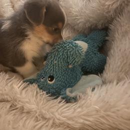 Boy 3 - Blue male Pembroke Welsh Corgi puppy in Tucson, Arizona from Sierrita Mountain Corgis