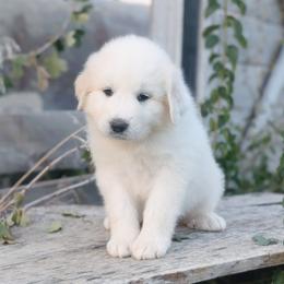 Green - White female Great Pyrenees puppy in Yakima, Washington from Naches Heights Ranch
