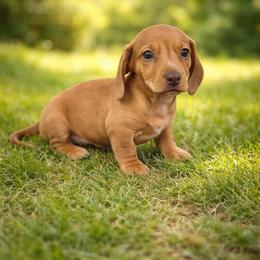 Holly - Dapple female Dachshund puppy in Anaconda, Montana from Williams Family Dachshunds