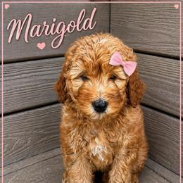 Marigold - Red female Bernedoodle puppy in Mint Hill, North Carolina from Ball-Y-Hoo Bernedoodles