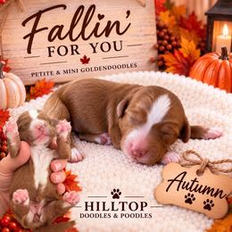 Girl 4 - Red  female Goldendoodle puppy in Cannon County, Tennessee from Hilltop Doodles and Poodles