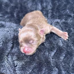 Roronoa Zoro - Chocolate and tan male Pomeranian puppy in Tulsa, Oklahoma from CP Kennels