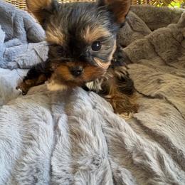 Ginny - Black and tan female Yorkshire Terrier puppy in Malvern, Arkansas from Sweet as dessert puppies