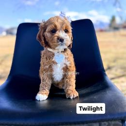 Twilight - Buff and white female Cockapoo puppy in West Haven, Utah from Split Mountain Doodles