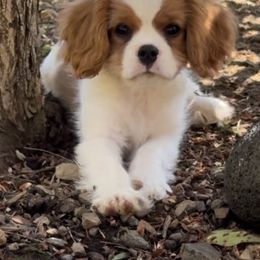 Puppy 1 - Blenheim male Cavalier King Charles Spaniel puppy in Kalama, Washington from Beautiful Cavaliers