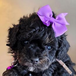 Light Purple Girl - Phantom female Bernedoodle puppy in Vernon, Texas from Sugarland's Texas Goldendoodles