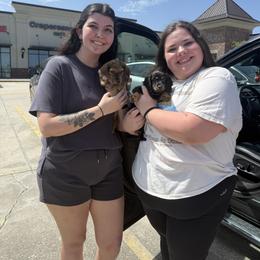 Dachshund Puppies from Cajun Coast Dachshunds