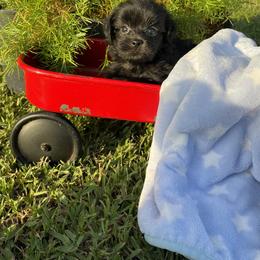 Rooster - Black male Shihpoo puppy in El Campo, Texas from Billy's Puppies