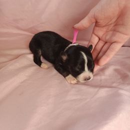 Australian Shepherd and Miniature Australian Shepherd Puppies from Rothsolid Puppies