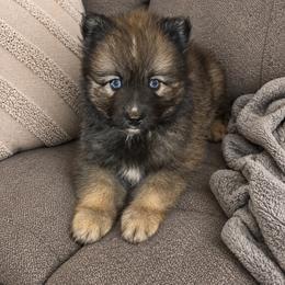 Mufasa - Wolf sable male Pomsky puppy in New Bedford, Massachusetts from Roark Pack Chihuahua's & Pomsky's
