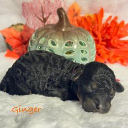Ginger - Phantom female Poodle puppy in Grover Beach, California from Central Coast Poodle Paws