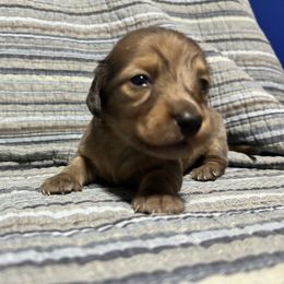 Dahlia - Dapple female Dachshund puppy in Vale, Oregon from Hobby Horse Homestead Mini Doxies
