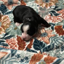 Tubby - Blue tri male Toy Australian Shepherd puppy in Milton Freewater, Oregon from Sparkling Cross Toy & Mini Aussies