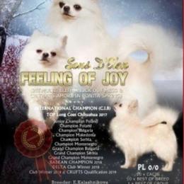 Joy - Chihuahua