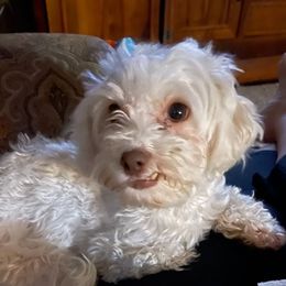 Havanese from Lisa’s Havanese