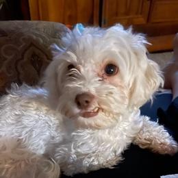 Havanese from Lisa’s Havanese
