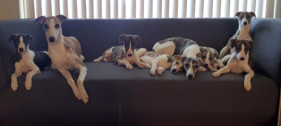 Whippet puppies from Sunrise Farm