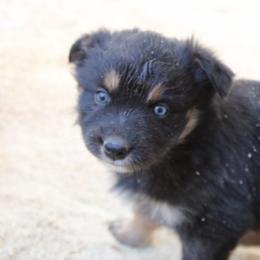 Griffon - Black male Australian Shepherd puppy in Sonoita, Arizona from Gardner Canyon Kennels