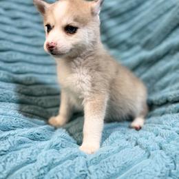 Milo - Merle male Pomsky puppy in Aberdeen, Idaho from Willow Creek Cresteds