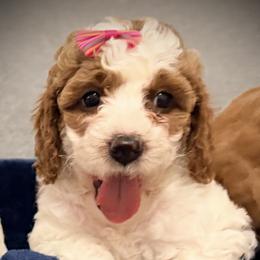 Winter - Parti female Goldendoodle puppy in Bradenton, Florida from Christianna’s Mini Goldendoodles