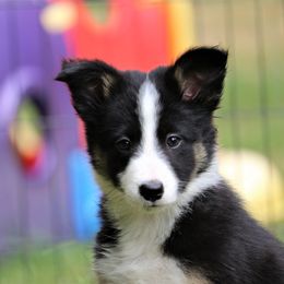 Border Collie, English Setter, and Miniature American Shepherd Puppies from First Harmony Farms