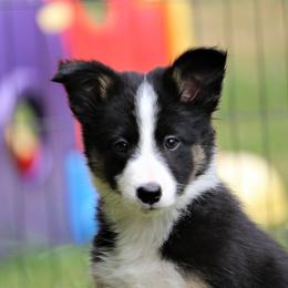 Border Collie, English Setter, and Miniature American Shepherd Puppies from First Harmony Farms
