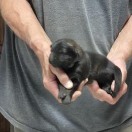 Boy 1 - Sable male German Shepherd puppy in Lake George, Colorado from High Country German Shepherds