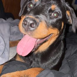 Hunni - Rottweiler