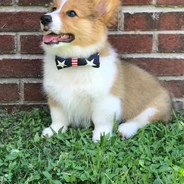 Pembroke Welsh Corgi Puppies from Willow Creek Corgis