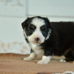 Glimmer - Black tri female Toy Australian Shepherd puppy in Hartman, Arkansas from Southern Edition Aussies