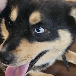 Aussiedoodles, Cavalier King Charles Spaniels, Companion Crosses, French Bulldogs, Goldendoodles, Morkies, Pomskies, Pugs, and Yorkshire Terriers from We R Puppies