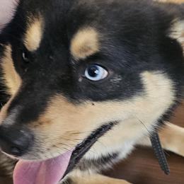 Aussiedoodles, Cavalier King Charles Spaniels, Companion Crosses, French Bulldogs, Goldendoodles, Morkies, Pomskies, Pugs, and Yorkshire Terriers from We R Puppies