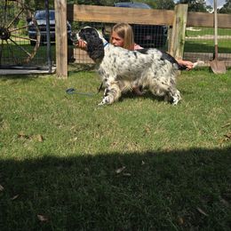 Boykin Spaniel and English Springer Spaniel Puppies from 31 Pines Springers & Retrievers