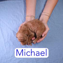 Michael - Red  male Goldendoodle puppy in Calhoun, Georgia from Happy Top Doodles