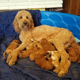 Tilly - Goldendoodle