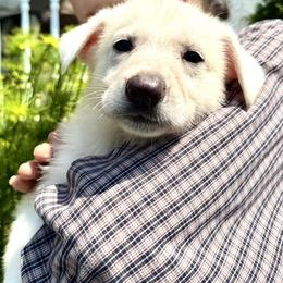Willow - White female German Shepherd puppy in Perkasie, Pennsylvania from Twila Ruth Herot