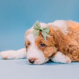 Aussiedoodle and Labradoodle Puppies from Doodles on Duty
