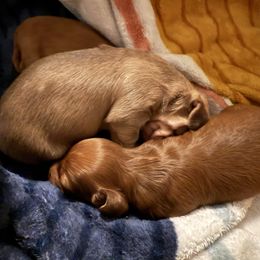 Female chocolate tan - Chocolate and tan female Dachshund puppy in Ironton, Missouri from Kalua's Doxies