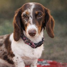 Waffles - Dachshund