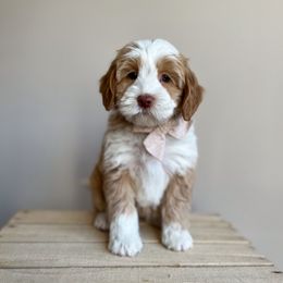 Lassie - Caramel female Australian Labradoodle puppy in Belding, Michigan from Rutu Australian Labradoodles