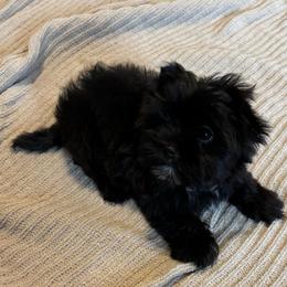 Male 2 - Black and tan male Yorkshire Terrier puppy in Lafayette, Georgia from Berggipfel Yorkies