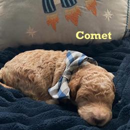 Comemt - Apricot male Goldendoodle puppy in Noblesville, Indiana from R and H Doodles